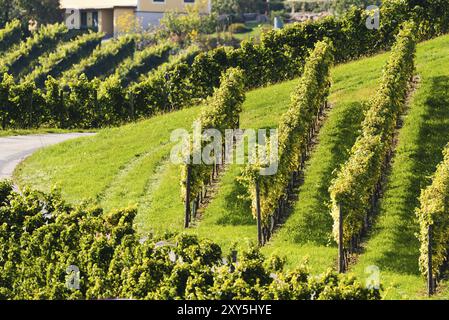 Rebhügel auf dem Weinberg in der Region Südsteiermark in Österreich. Weinbaukonzept Stockfoto