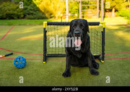 Ein schwarzer älterer Labrador-Retriever liegt auf einem grünen Sportplatz vor einem kleinen Fußballtor Stockfoto