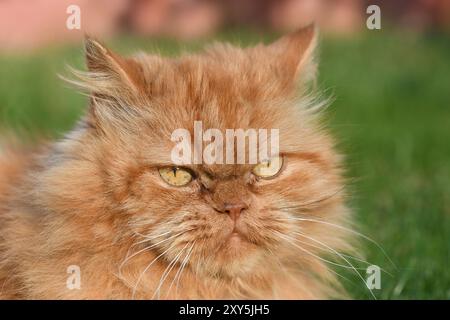 Perser Katze im Garten Stockfoto