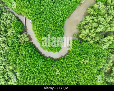 Blick aus der Vogelperspektive auf den üppigen grünen Mangrovenwald. Senke aus natürlichem Kohlenstoff. Mangroven absorbieren CO2-Emissionen, sparen Wasser und mildern die globale Erwärmung Stockfoto