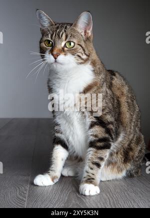 Porträt einer dreifarbigen Hauskatze Stockfoto