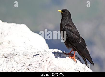 Alpine Alpenkrähe Stockfoto