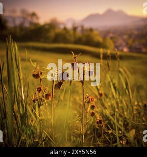 Gras und Blumen im Vordergrund, schöne goldene Wiese Abendlandschaft im unscharfen Hintergrund. Sonnenuntergang Stockfoto