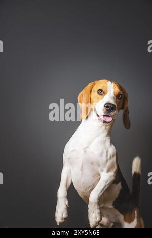 Beagle Hund auf einem grauen Hintergrund stehen auf der Rückseite der Beine, in Richtung Kamera. Monat Zunge öffnen sich Stockfoto