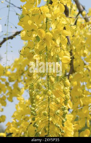 Goldener Duschbaum (Cassia Fistel), Goldener Regenbaum, Amaltas Stockfoto