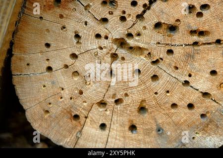 Insektenhotel in einer Eiche Stockfoto