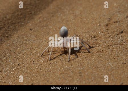Die Golden Cartwheeling Spider (Carparachne aureoflava) lebt in der Namib-Wüste. In Gefahr faltet er die Beine hoch und rollt die Dünen herunter wie ein wh Stockfoto