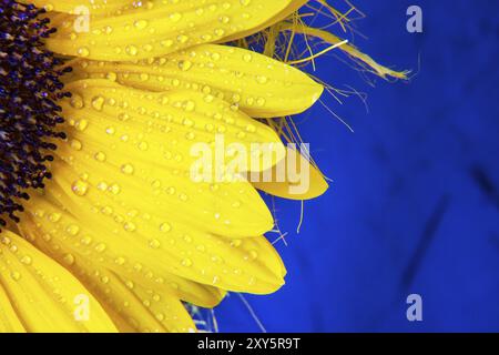 Sonnenblumengelbe Blütenblätter Makro-Nahaufnahme auf blauem Hintergrund. Konzept für Sommer, Blumen, Sonnenblumenöl, globale Lieferungen, Lieferkette und ukrainische Lebensmittel Stockfoto