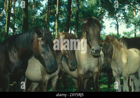 Vier Duelmen Wildpferde stehen im Sommer im Schatten des Waldes, Wildbahn Merfelder Bruch, Duelmen, Nordrhein-Westfalen, Deutschland, Eu Stockfoto