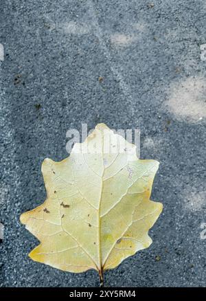 Herbsteinbruch: Gelbe Leaf-Adern auf Beton signalisieren die Herbstsaison. Stockfoto