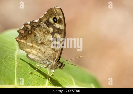 Wald Brettspiel Stockfoto