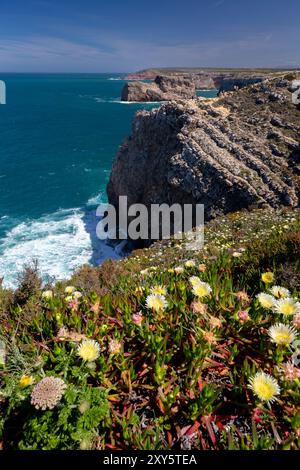 Gelbe Blüten der Hottentot-Feige an der Küste bei Sagres, Algarve, Portugal. Gelbe Blüten der Hottentot-Feige an der Küste nahe Cabo de Sao Vic Stockfoto