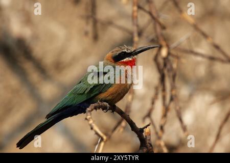 Bienenfresser (Merops bullockoides) im Okavango-Delta, Botswana. Bienenfresser im Okavango-Delta, Botswana, Afrika Stockfoto