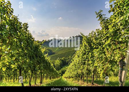 Rebhügel auf dem Weinberg in der Region Südsteiermark in Österreich. Weinbaukonzept Stockfoto