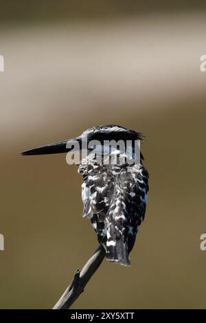 rattenvogel (Ceryle rudis) im Okavango-Delta, Botswana. Rattenvogel (Ceryle rudis) im Okavango-Delta, Botswana, Afrika Stockfoto