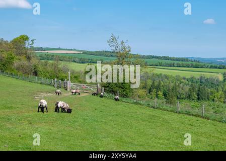 Der Monarch's Way führt nordöstlich über den Arundel Park - Arundel, South Downs National Park, West Sussex, Großbritannien. Stockfoto