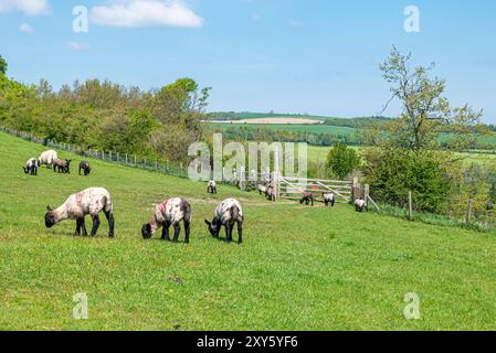 Der Monarch's Way führt nordöstlich über den Arundel Park - Arundel, South Downs National Park, West Sussex, Großbritannien. Stockfoto