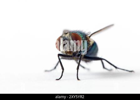 Fliegen Sie in der Vorderansicht Stockfoto