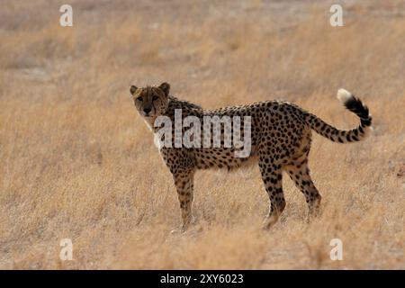 Geparden in den Kalahari, Namibia, Afrika Stockfoto