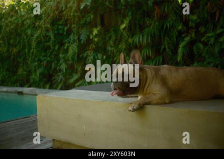 Eine braune, kitzfarbene französische Bulldogge, die sich im Sitzbereich am Pool mit Blick auf den privaten Pool und den vertikalen Garten entspannt Stockfoto