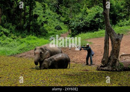 Baby und Mutter Elefant baden im Fluss, Xayaboury (Sainyabuli), Laos Stockfoto