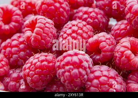 Lebendige Hintergrundstruktur von ideal schöne Auswahl frisch gepflückten reifen roten Bio-Himbeeren Stockfoto