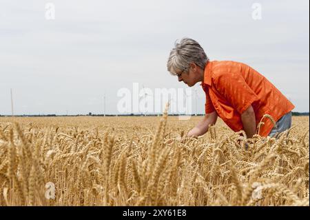 Frau steht im Getreidefeld und prüft den Reifegrad Stockfoto