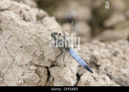 Schwarzschwanz-Skimmer Dragonfly adulte männlich - Orthetrum cancellatum Stockfoto