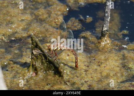 Brown Hawker oder Amber-geflügelte Hawker Libelle weibliche Eiablage - Aeshna grandis Stockfoto