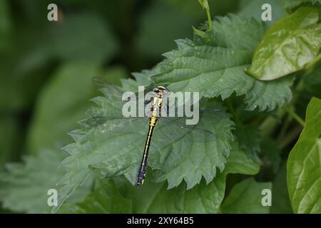 Gewöhnlicher Clubtail oder Clubtail Libelle Weibchen - Gomphus vulgatissimus Stockfoto