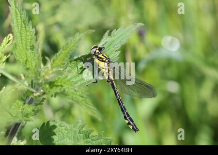 Gewöhnlicher Clubtail oder Clubtail Dragonfly Unreife männlich - Gomphus vulgatissimus Stockfoto