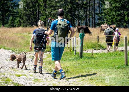 Ein paar Wanderer, Hund, Wandern auf einem Pfad im Nationalpark Krkonose, Tschechische Republik, Europa, Europäisches Naturwandern Krkonose Stockfoto