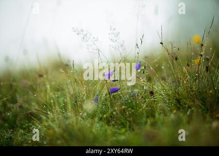 Alpenwiesen mit Enzian und cr Stockfoto