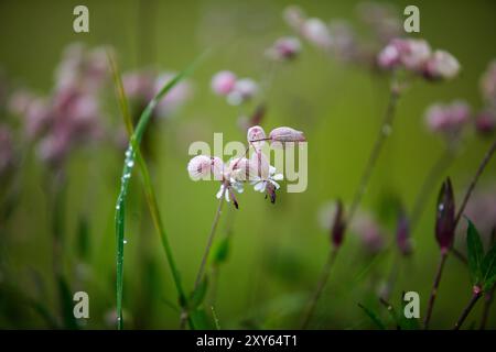 Alpenwiesen mit Enzian und cr Stockfoto