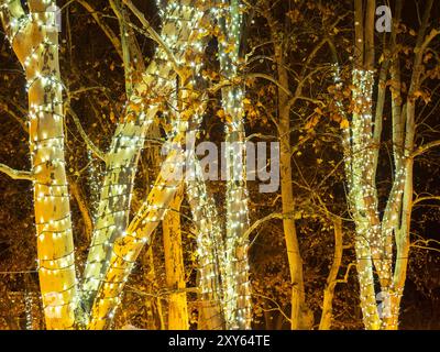 Ahorn in der Adventszeit mit Lichterketten Stockfoto