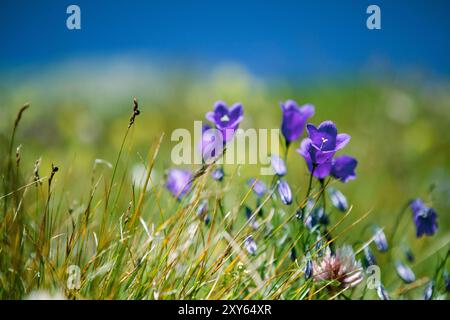 Alpenwiesen mit Enzian und cr Stockfoto