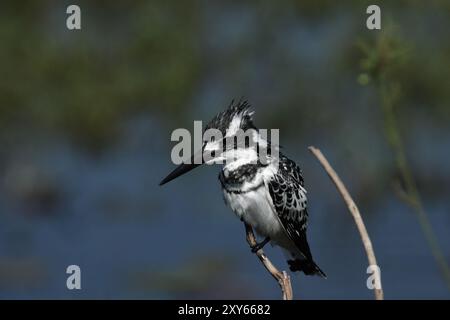 rattenvogel (Ceryle rudis) im Okavango-Delta, Botswana. Rattenvogel im Okavango-Delta, Botswana, Afrika Stockfoto