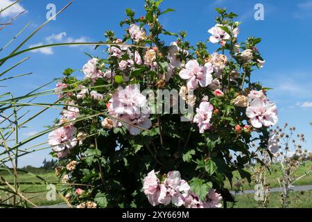 Rose of Sharon, Hibiscus syriacus 'Lady Stanley' Garten blühender Sträucher Hibiscus Garten Stockfoto