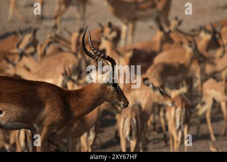 Schwarzkopfimpalas (Aepyceros melampus petersi) im Etosha-Nationalpark, Namibia, Schwarzkopfimpalas im Etosha-Nationalpark, Namibia, Afrika Stockfoto