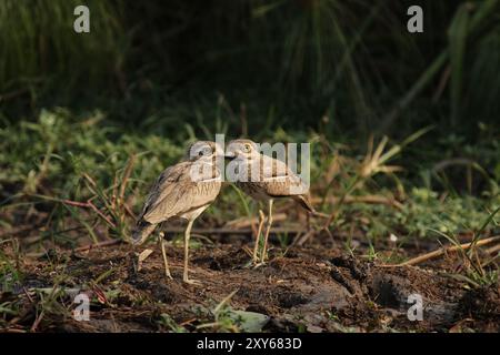 Zwei Wasserdickknie (Burhinus vermiculatus) am Flussufer des Okavango, Botswana. Zwei Wasserdikops am Flussufer des Okavango, Botswa Stockfoto