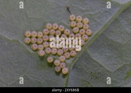 Große weiße Schmetterlingseier (Pieris brassicae), auf der Unterseite eines Kohlblattes, Cornwall, UK. Stockfoto