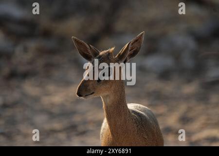 Damara dikdik (Madoqua damarensis), eine der kleinsten Antilopenarten der Welt. Fotografiert im Etosha Nationalpark, Namibia. Damara Dikdik, o Stockfoto