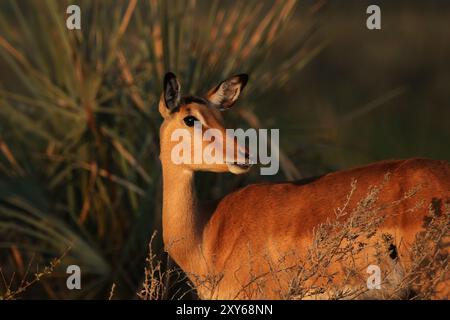 Porträt eines Impalas (Aepyceros melampus) im Okavango-Delta, Botswana. Nahaufnahme eines Impala (Aepyceros melampus) im Okavango-Delta, Botswana Stockfoto