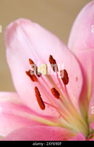 Rosafarbene Lilien im Retro-Illustration-Look Stockfoto