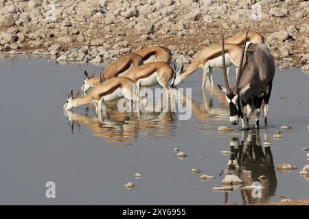 Springboks (Antidorcas marsupialis) und Oryx (Oryx gazella) am Wasserloch im Etosha Nationalpark, Namibia, Springbok und Gemsbok am Wasserho Stockfoto