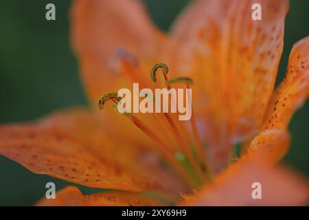 Lilium bulbiferum, Feuerlilie und Tigerlilie. Blume der Feuerlilie Stockfoto