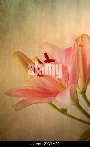 Rosafarbene Lilien im Retro-Illustration-Look Stockfoto