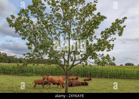 Kühe liegen und stehen im Schatten eines großen Baumes auf einer Wiese, borken, münsterland, deutschland Stockfoto