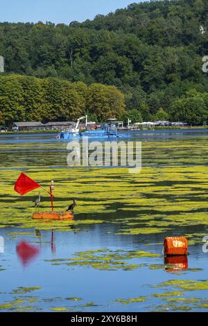 Das Mähboot Nimmersatt vom Ruhrverband versucht, den grünen Pflanzenteppich am Essener Baldeney-See in Schach zu halten, die sich vermehrende Wasserpflanze El Stockfoto