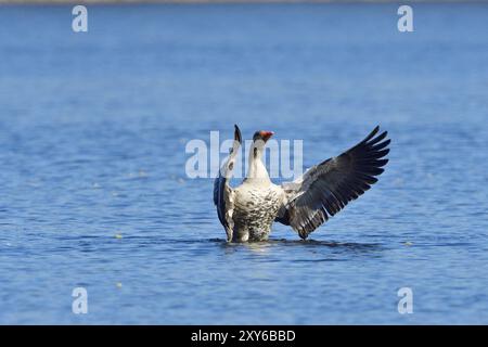 Graugans im Frühling im Kampf. Graugans im Frühjahr während der Balz und der Territorialverteidigung Stockfoto